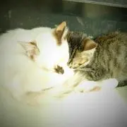 ぽー