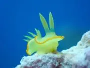 まりうさもの画像