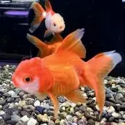 ユウ