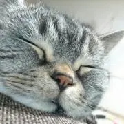 ごろうちゃん