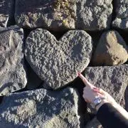 ボンピンクの画像