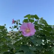 vaio.miの画像
