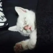 にゃんくっく