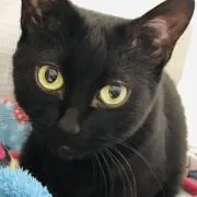 ぴっぴの画像