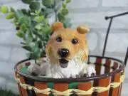 きらきら星の画像