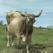 こーうの画像