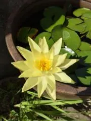 茶色の画像