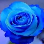 DEEPの画像