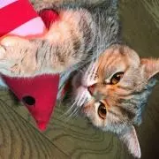 YUKIの画像