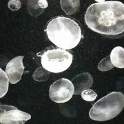 しゃけの画像