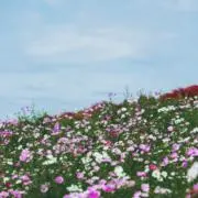 sakerockの画像