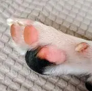 叶夢の画像