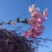 みー☆