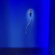 maruの画像