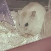 すみれ　プロフ確認お願いしますの画像