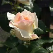 TSUMUGIの画像