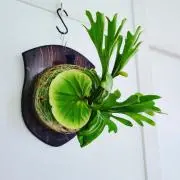 Kulamotikku（プロフ必読）の画像