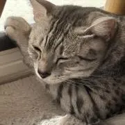 猫大好きの画像