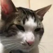 maiの画像