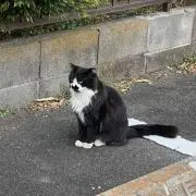 小倉奈々 チェキ 19枚セット サイン入り - メルカリ