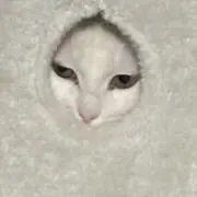 もふもふの民₍˄·͈༝·͈˄₎♡の画像