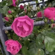 Roseの画像