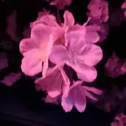 そー