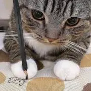 NEKOTANの画像
