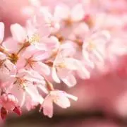 桜の画像