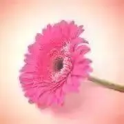 cocoの画像