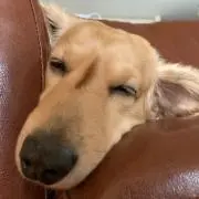 ろんさんの画像