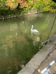さえとりの画像