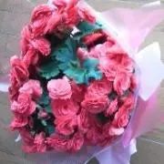 ヒマワリ