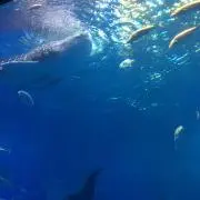まるみ