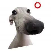mocaの画像