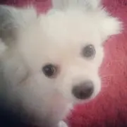 西千愛