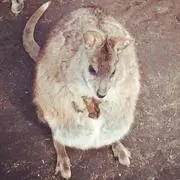 ワラビの画像