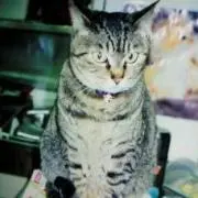 みいちゃんの画像