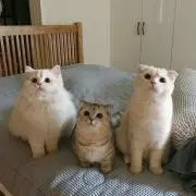 ゆにこ‪。プロフ必読の画像