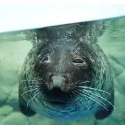 ねねの画像