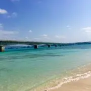 サザエの画像