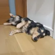 ベコちゃんの画像