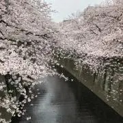 kotocotoの画像