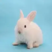 まりんの画像