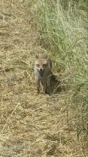 おちゃこ