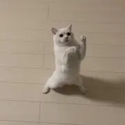 ねこみの画像