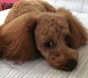 ワンコの画像