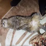 kubireの画像