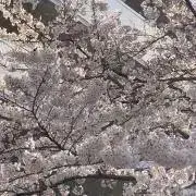 綾★彡の画像