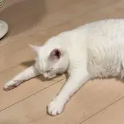 ぽみちゃん